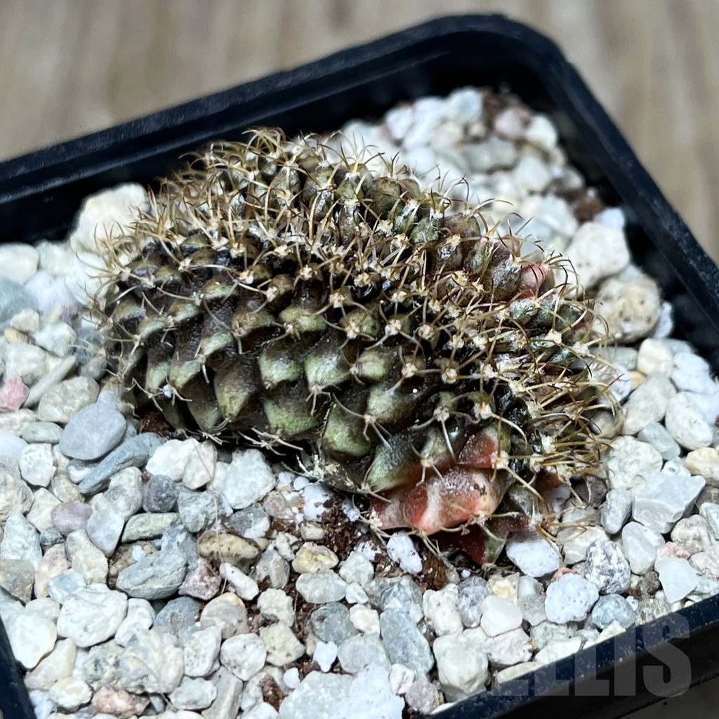 SHPR21435 Gymnocalycium mihanovichii f. cristata variegata