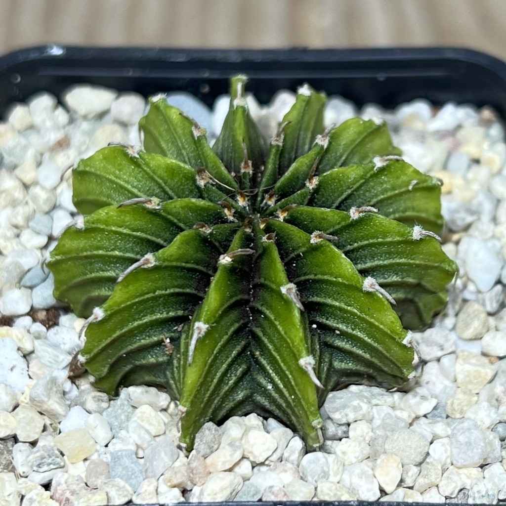 SHPR21438 Gymnocalycium friedrichii LB 2178 ‘Lime color’