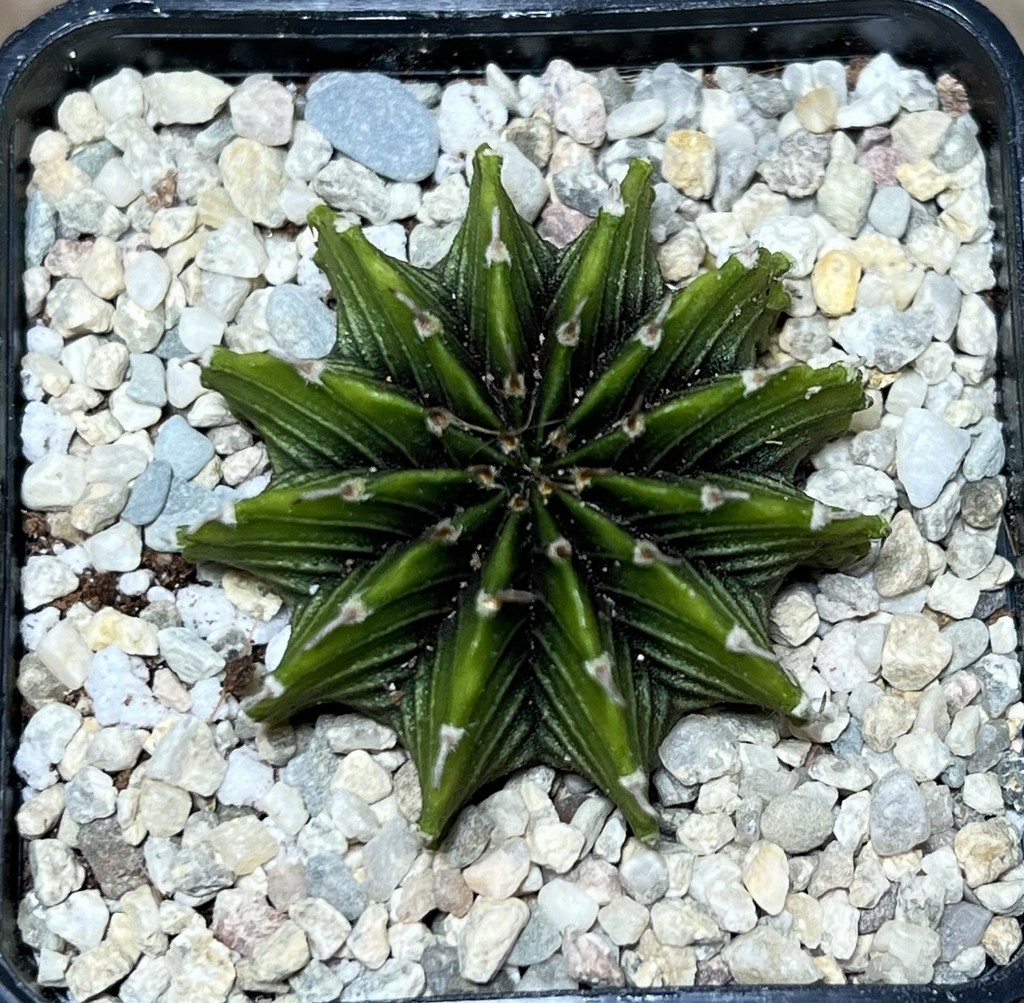SHPR21438 Gymnocalycium friedrichii LB 2178 ‘Lime color’ - Зображення 2