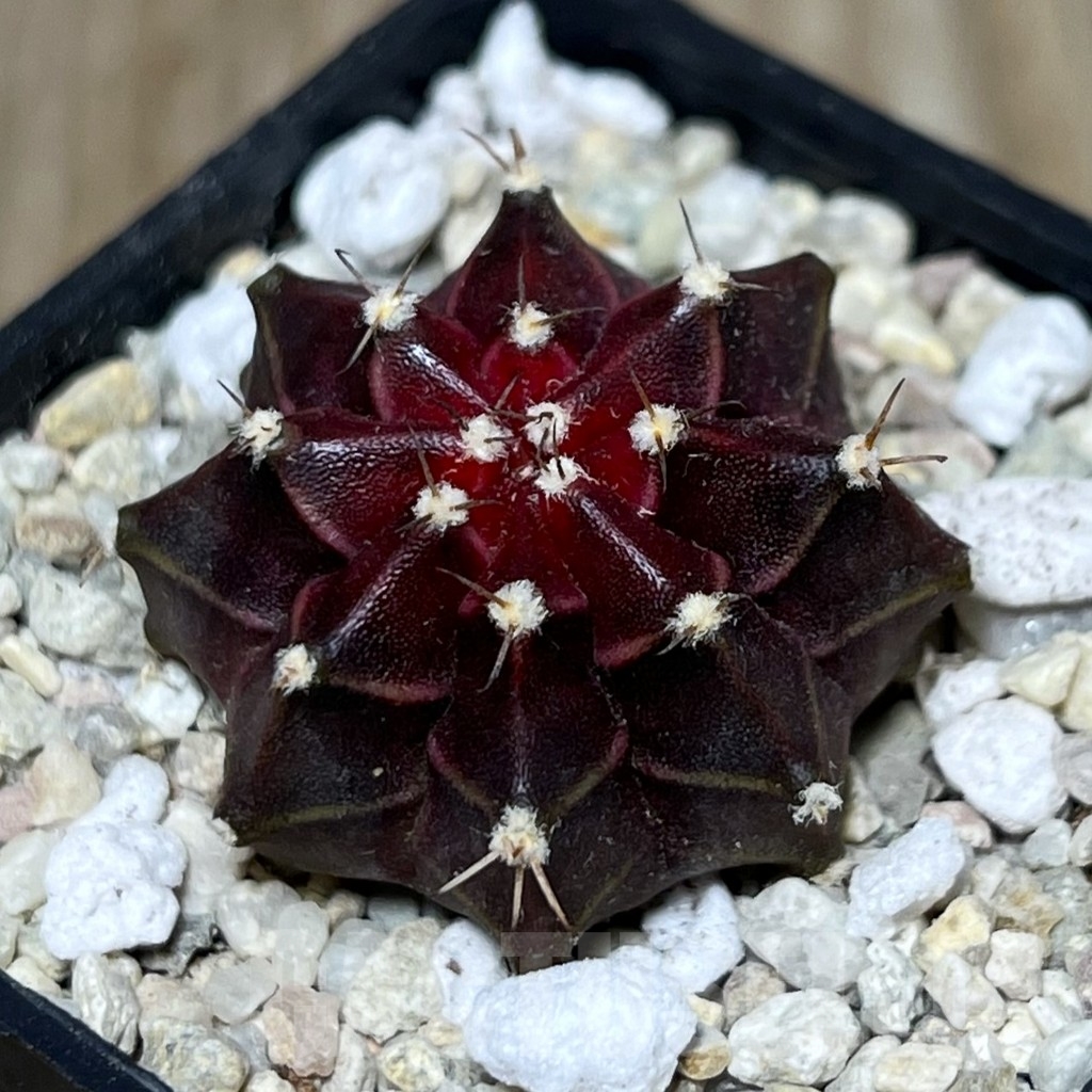SHPR21534 Gymnocalycium mihanovichii ‘Ruby Star’