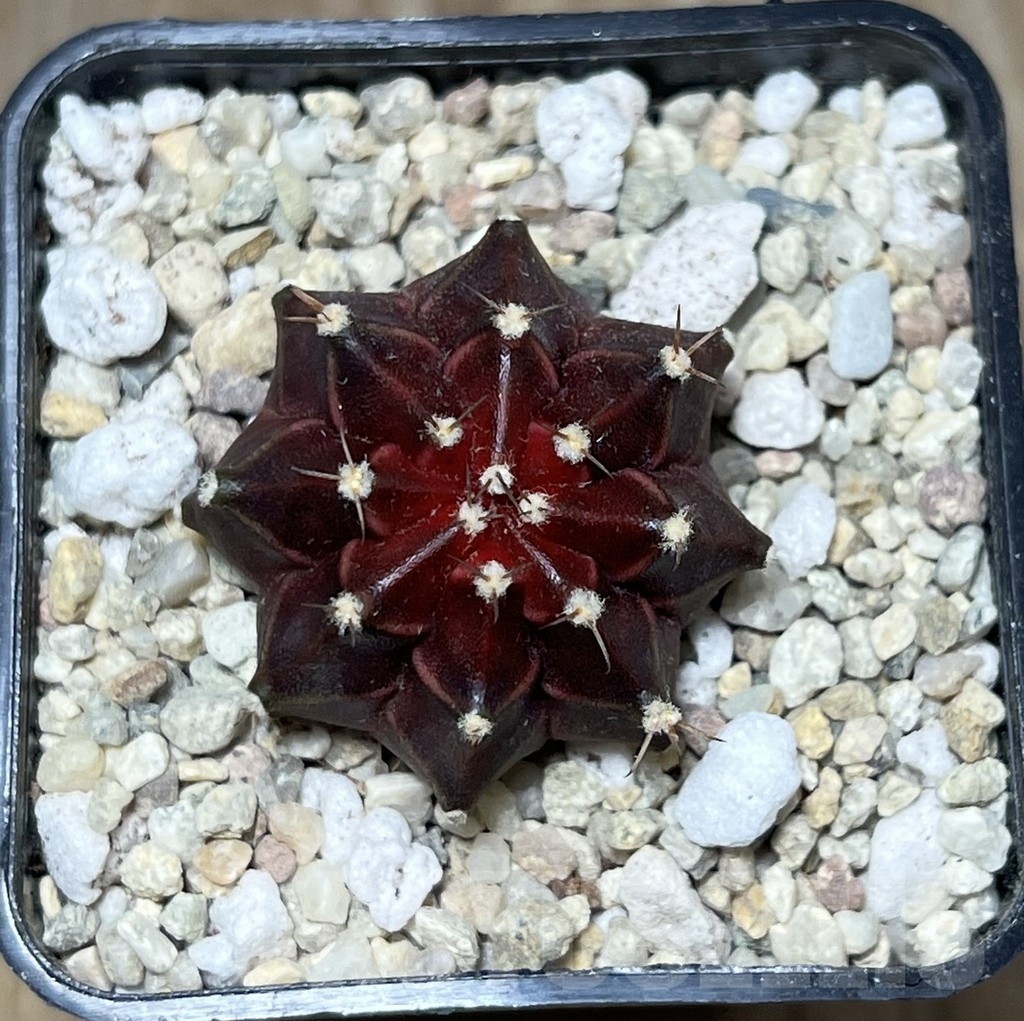 SHPR21534 Gymnocalycium mihanovichii ‘Ruby Star’ - Image 2