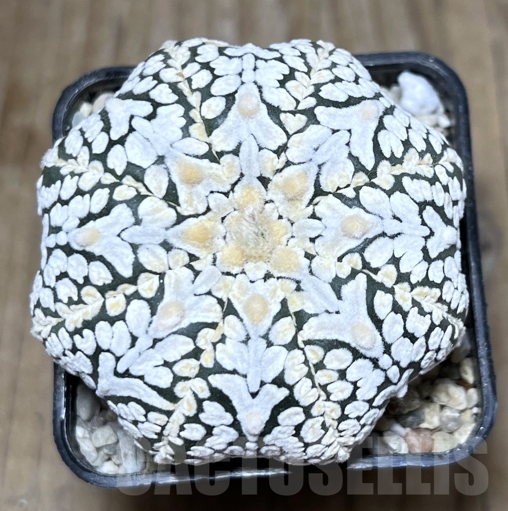 SHPR21558 Astrophytum asterias ‘Miracle’ V-Type - Image 2