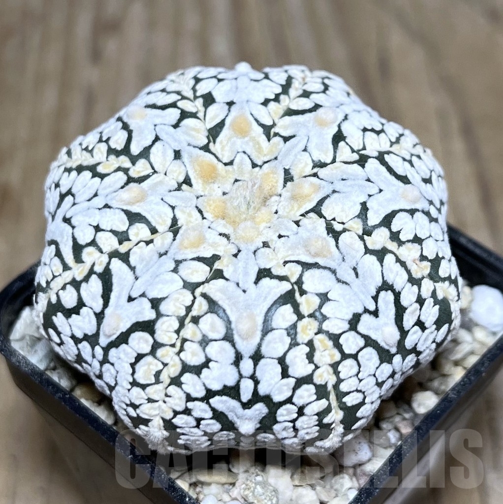 SHPR21558 Astrophytum asterias ‘Miracle’ V-Type