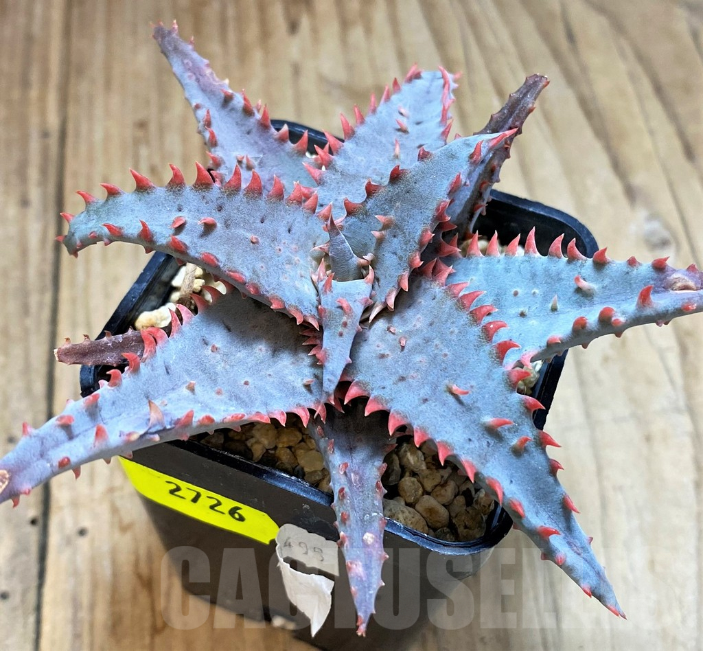 SH2726 Aloe TCT hybrid - Image 2