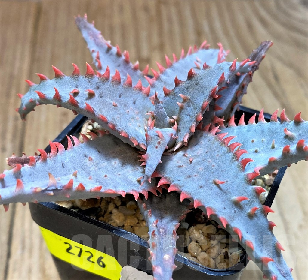 SH2726 Aloe TCT hybrid