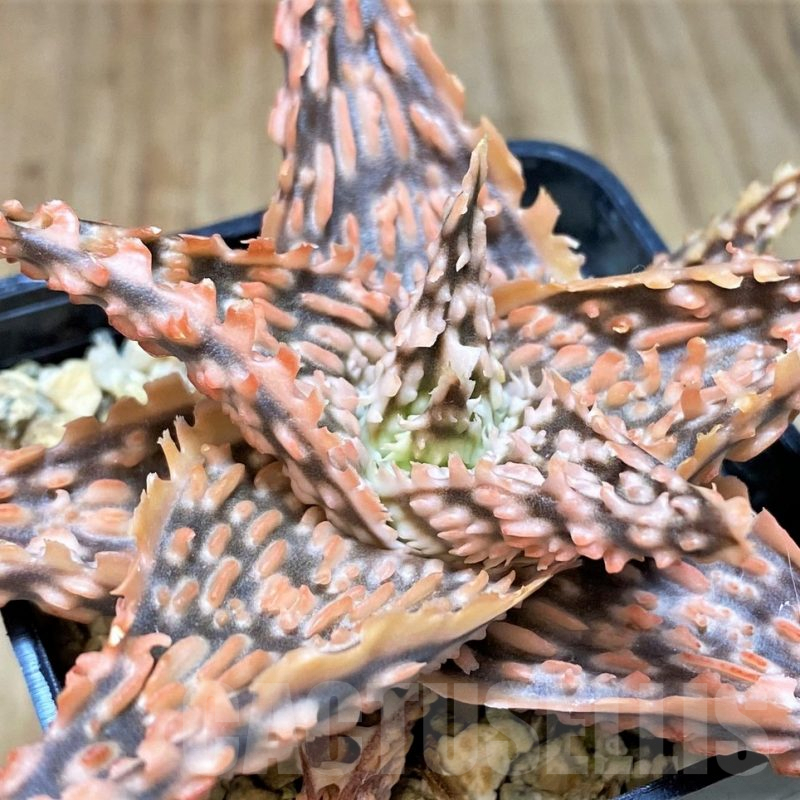 SH2787 Aloe TCT hybrid