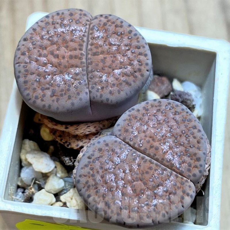 SH3131 Lithops fulviceps v. lactinea