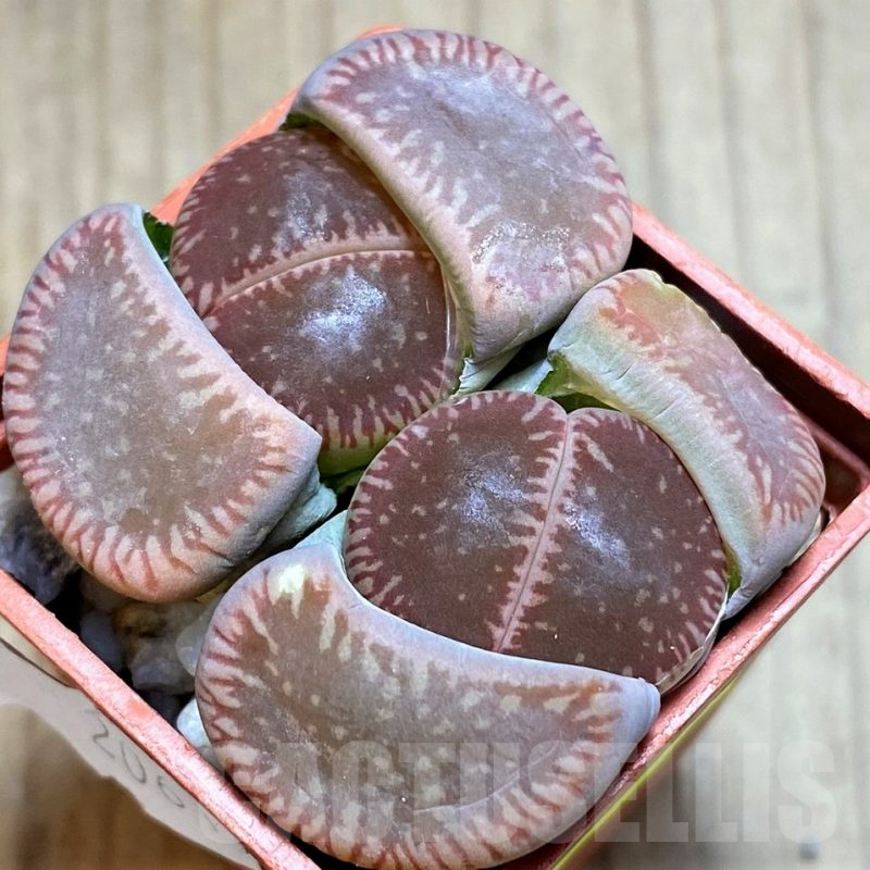 SH3150 Lithops aucampiae -10 km North of Hopetown-
