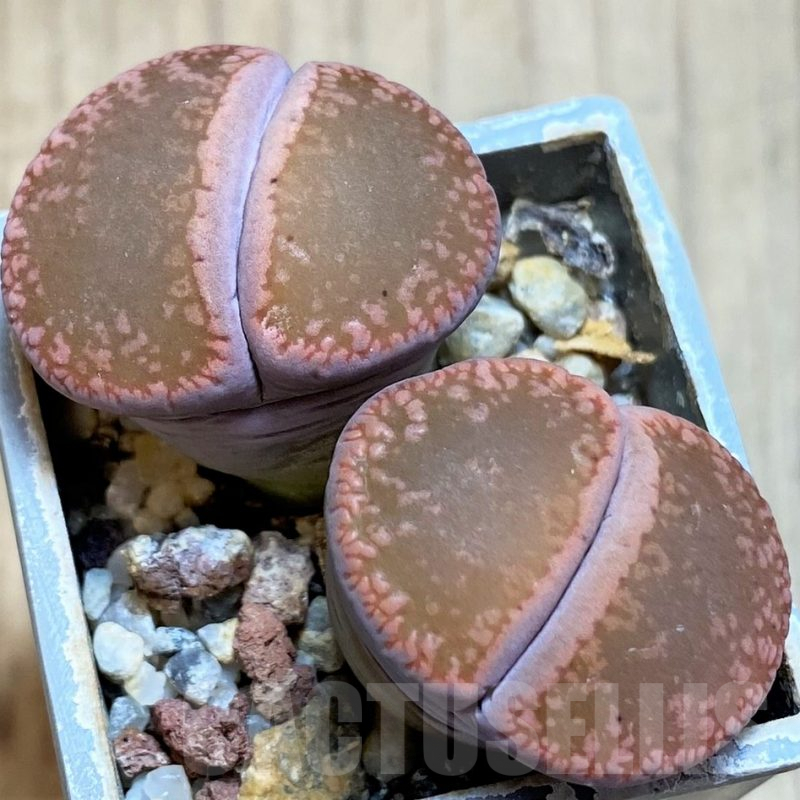 SH3157 Lithops aucampiae