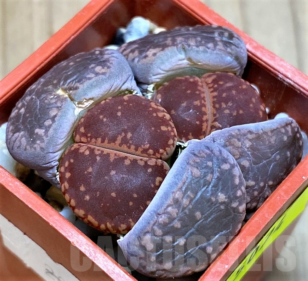 SH5074 Lithops aucampiae, ex Kokerboom