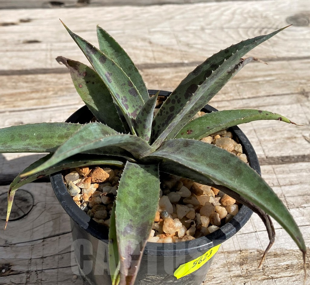 SH5623 Mangave 'Pineapple Express' - Imagen 2