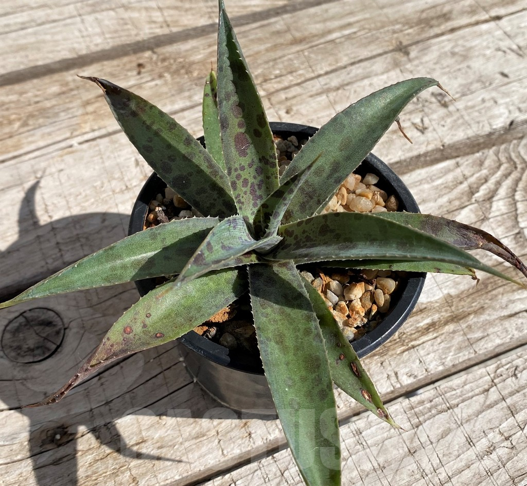 SH5623 Mangave 'Pineapple Express'