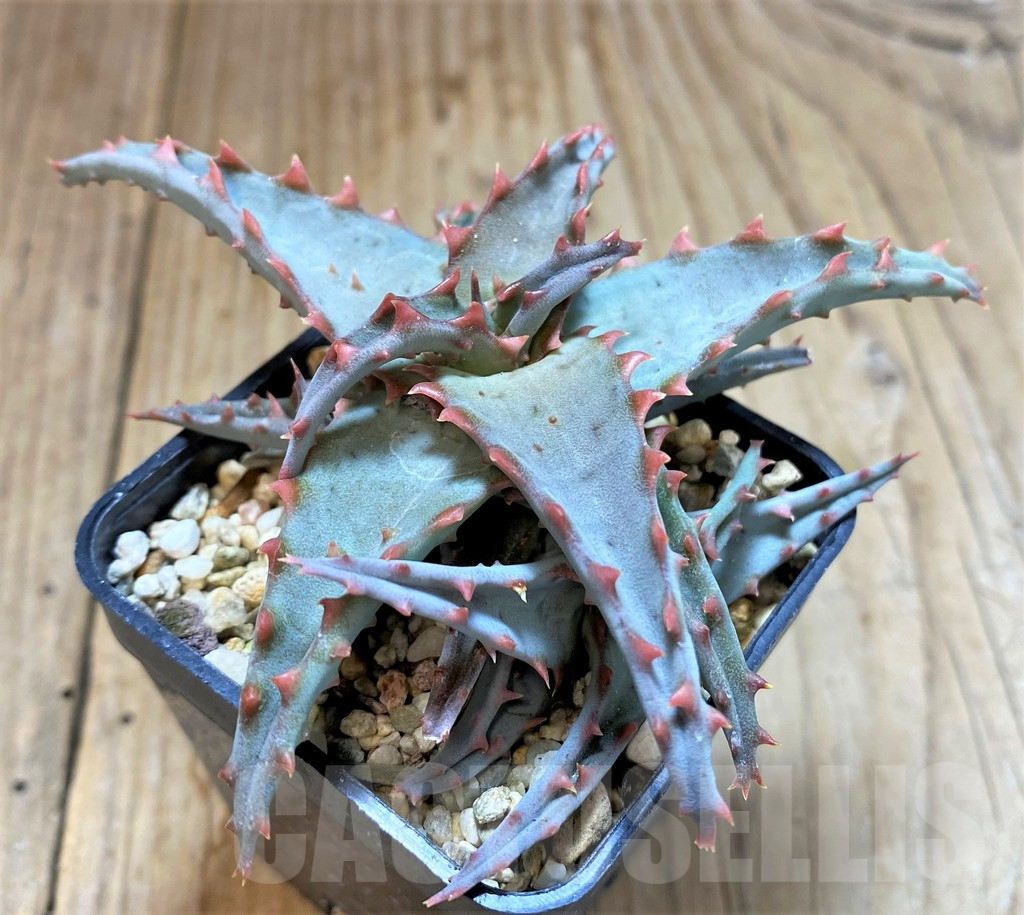SHPR20493 Aloe TCT hybrid - Image 2