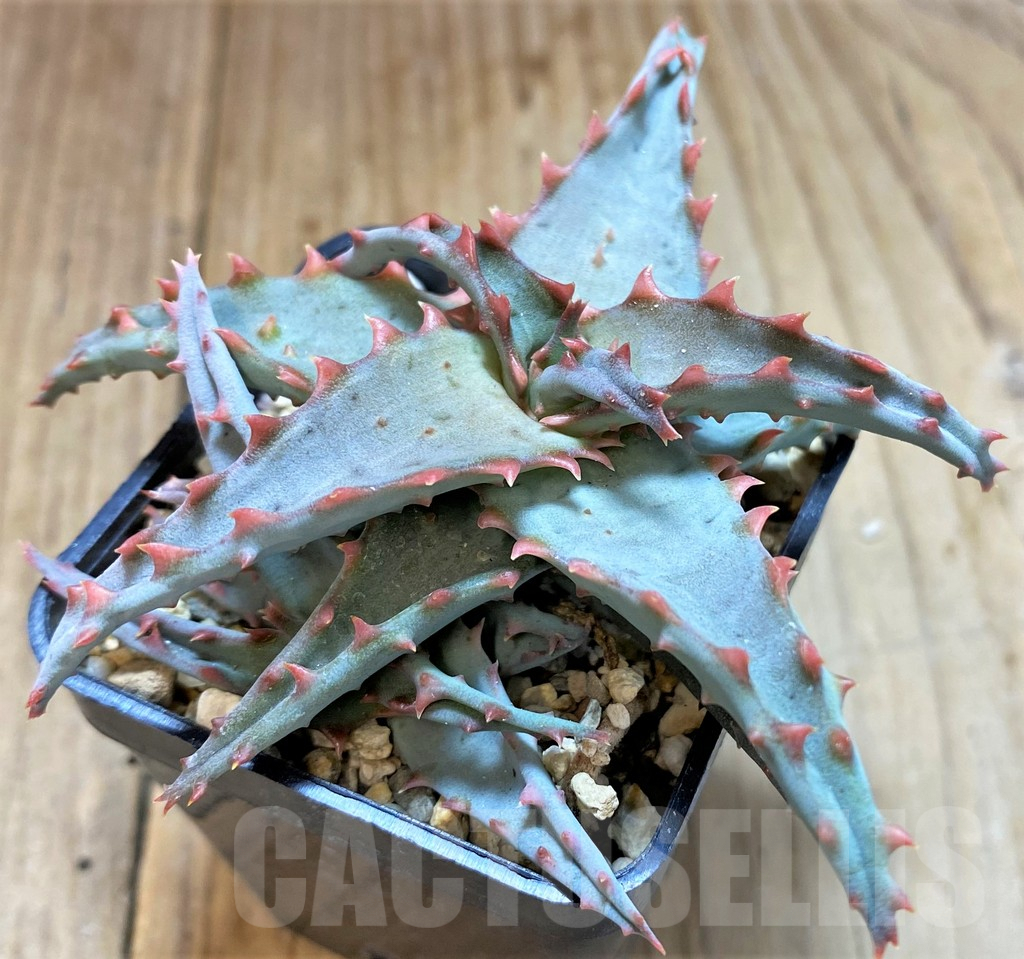 SHPR20493 Aloe TCT hybrid