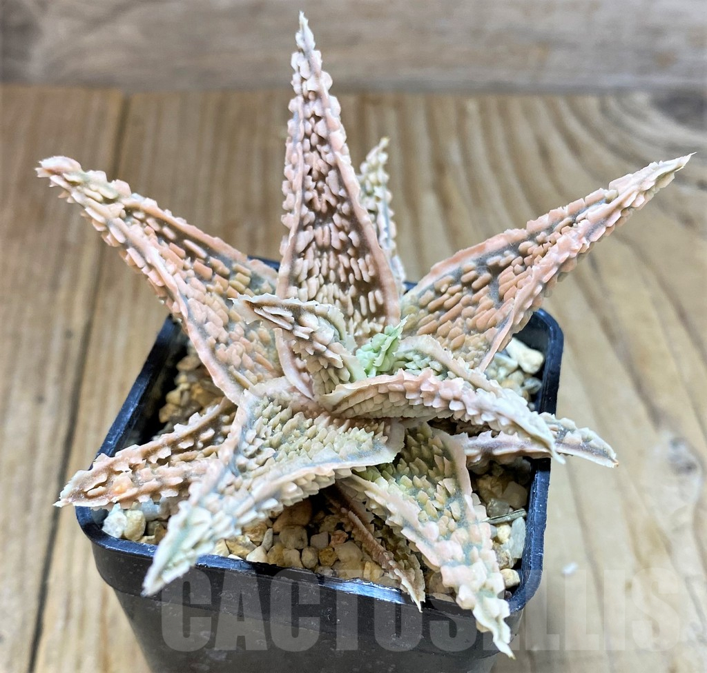 SHPR20494 Aloe TCT hybrid