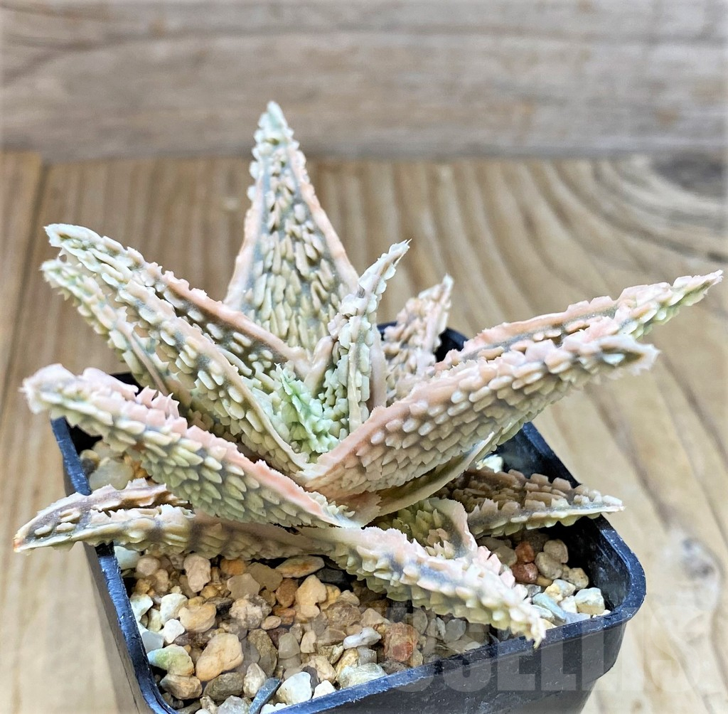SHPR20494 Aloe TCT hybrid - Image 2
