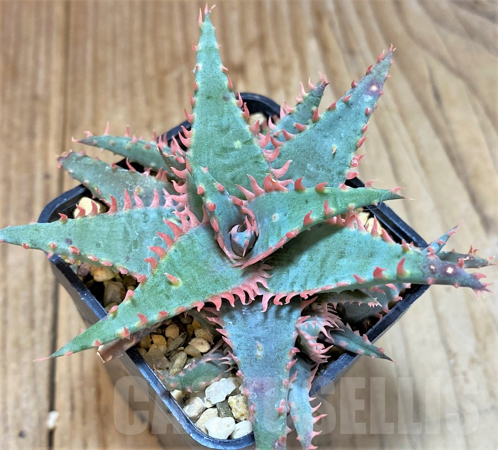 SHPR21136 Aloe TCT hybrid