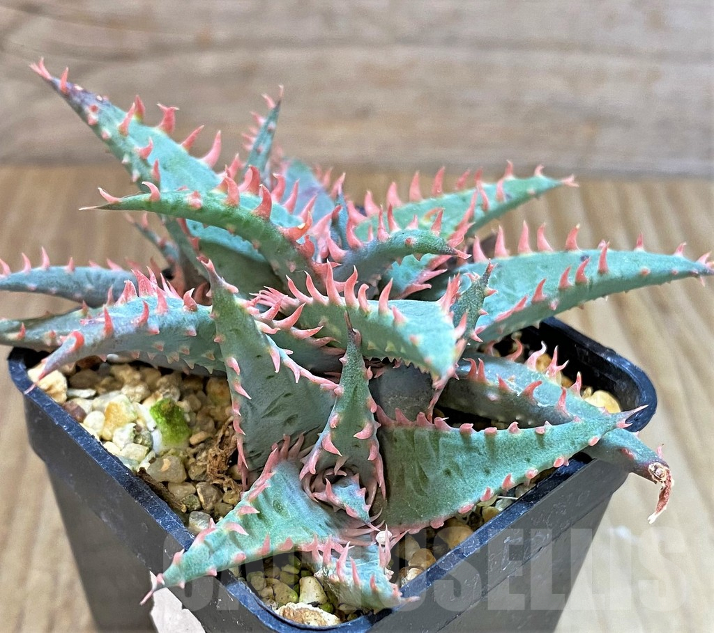 SHPR21136 Aloe TCT hybrid – Image 2