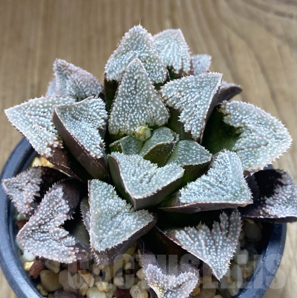 SHPR20770 Haworthia ‘Owyumeden’