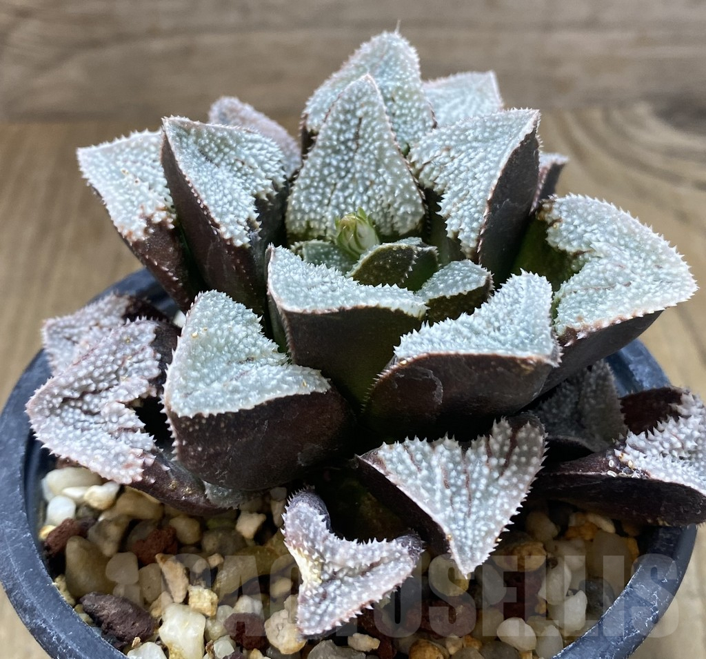 SHPR20770 Haworthia ‘Owyumeden’ – Bild 2