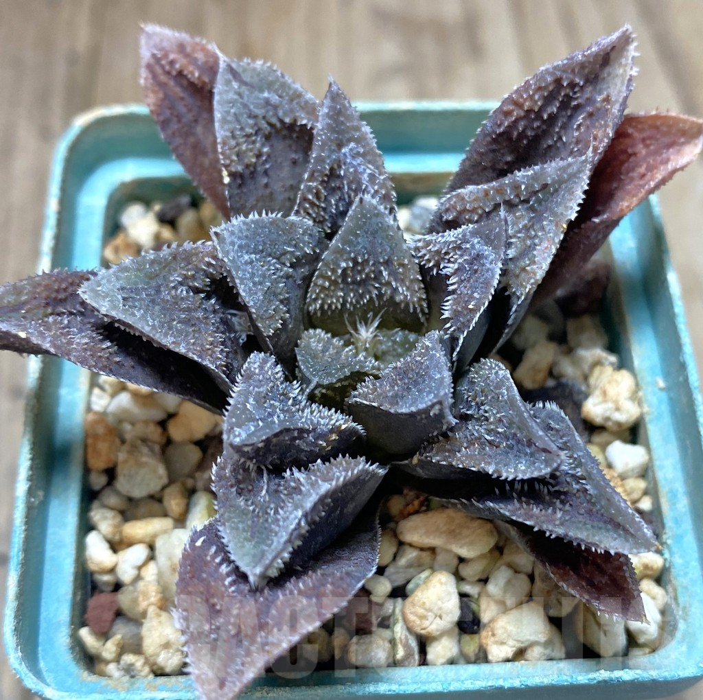 SHPR20203 Haworthia 'Kegani' hybrid