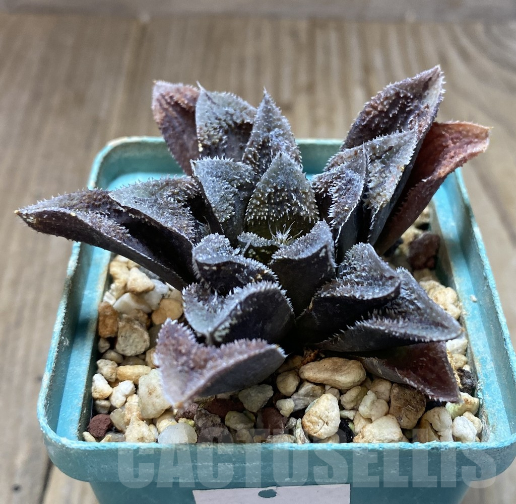 SHPR20203 Haworthia 'Kegani' hybrid - Image 2