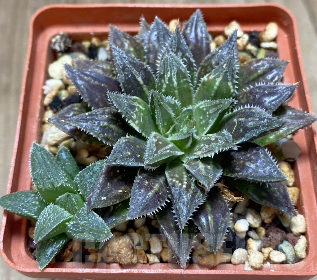 SHPR20231 Haworthia hybrid
