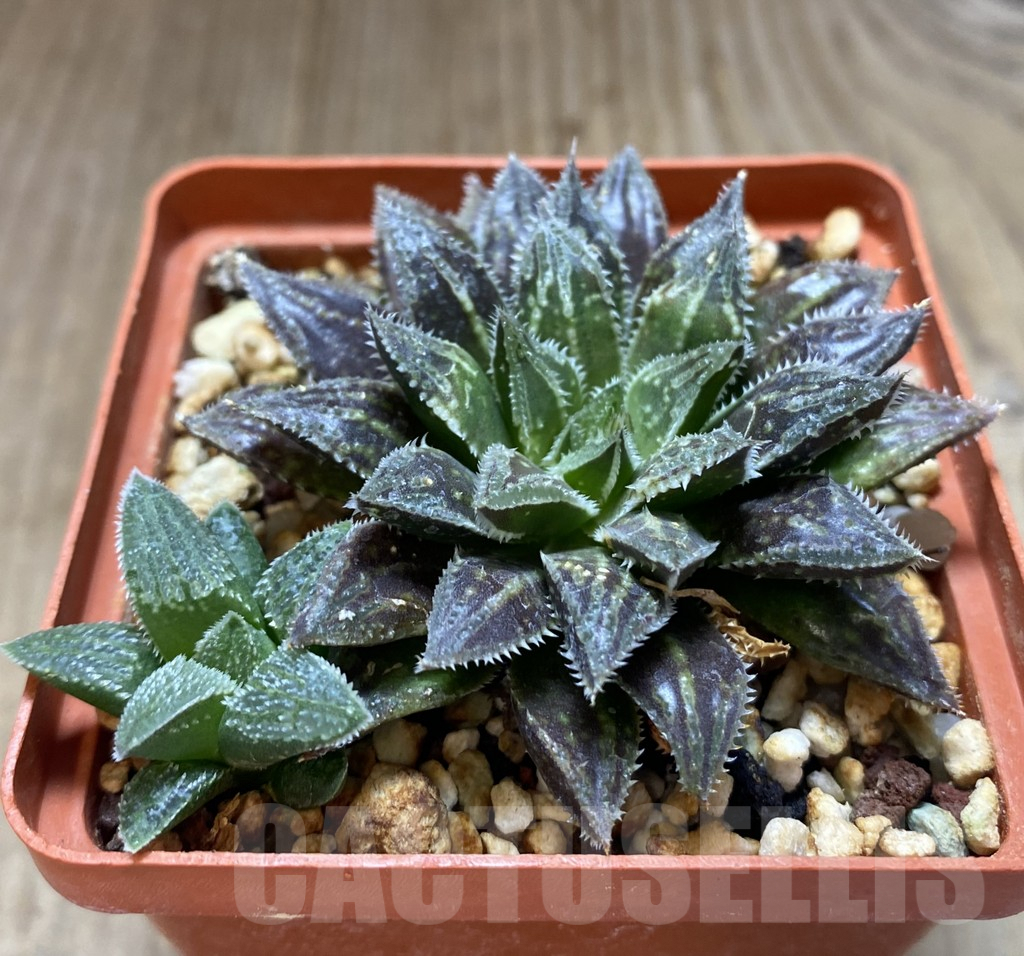 SHPR20231 Haworthia hybrid - Image 2