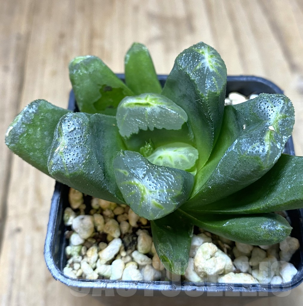 SHPR20112 Haworthia maughanii hybrid