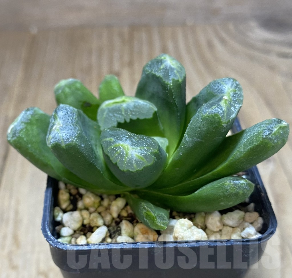 SHPR20112 Haworthia maughanii hybrid - immagine 2