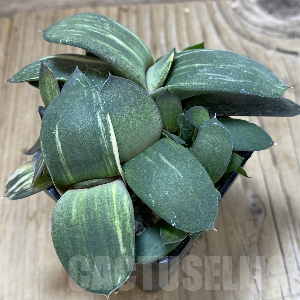 SHPR20835 Gasteria hybrid f. variegata - Imagen 2