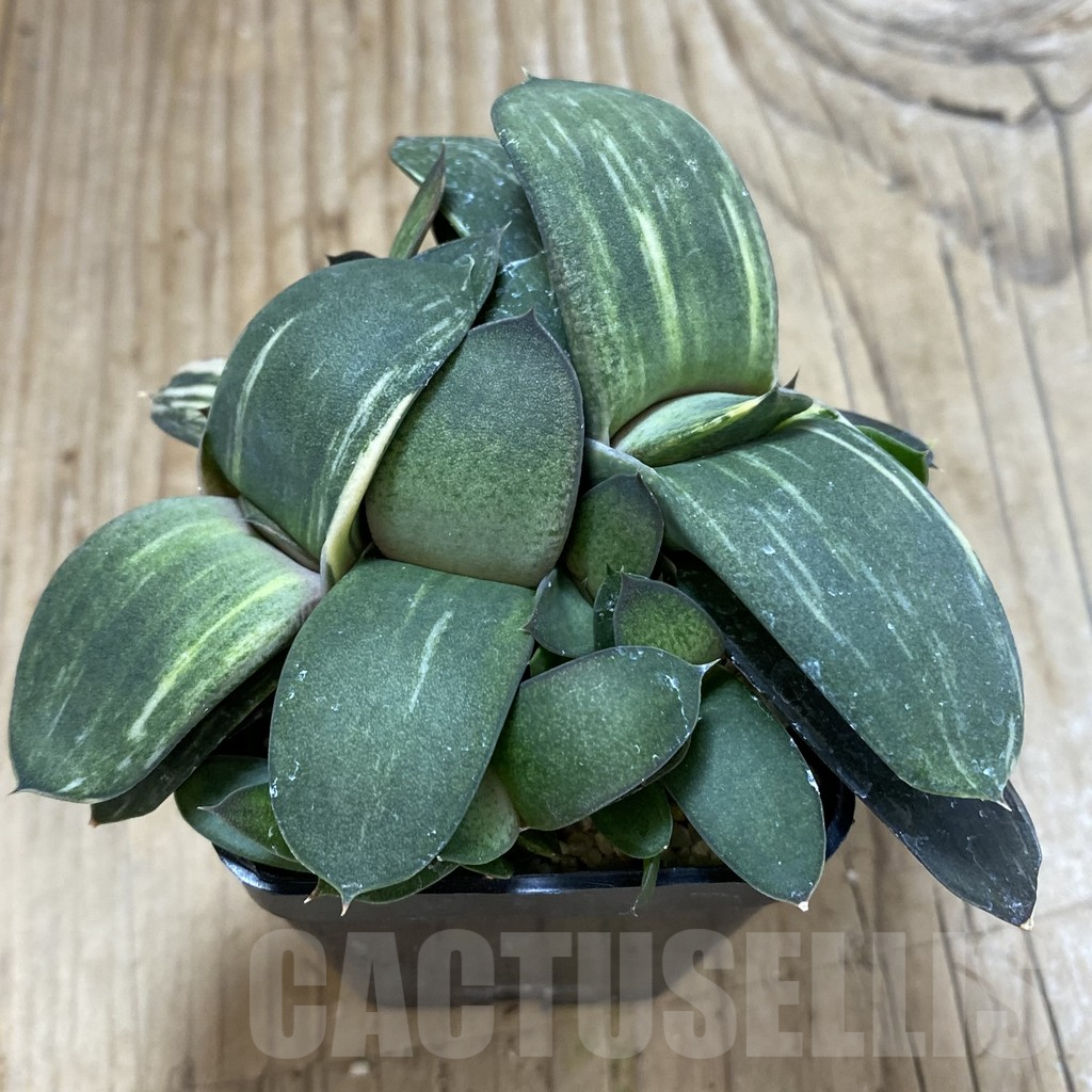 SHPR20835 Gasteria hybrid f. variegata - Imagen 3