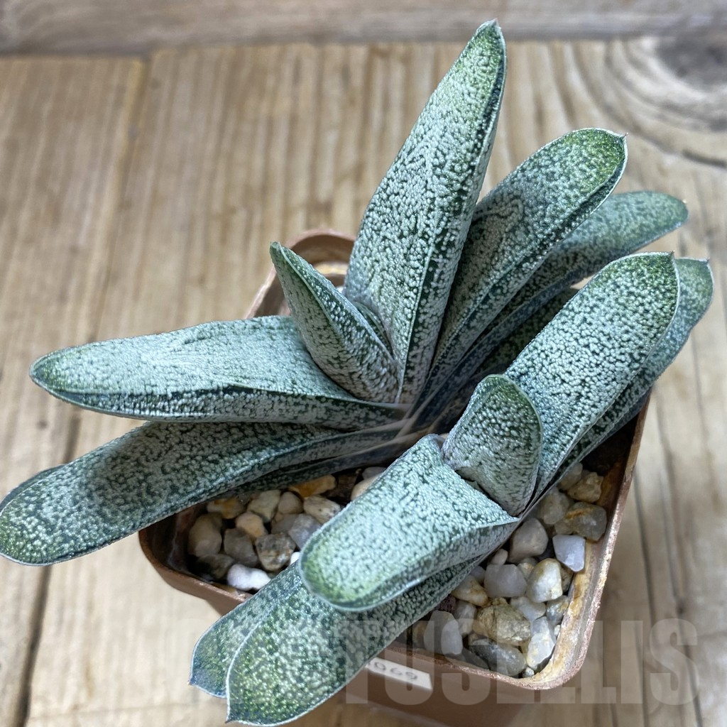 SHPR21069 Gasteria ellaphieae x baylissiana