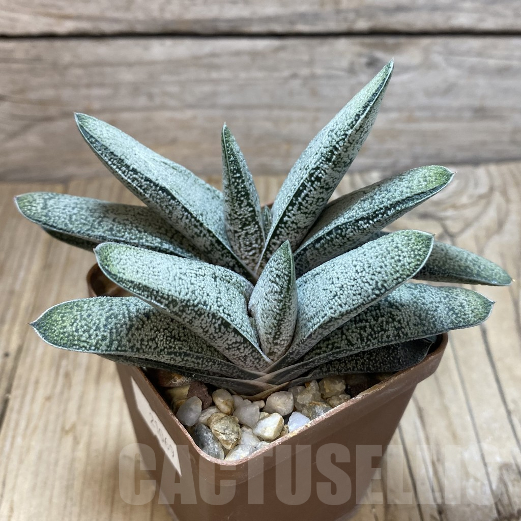 SHPR21069 Gasteria ellaphieae x baylissiana - Image 2