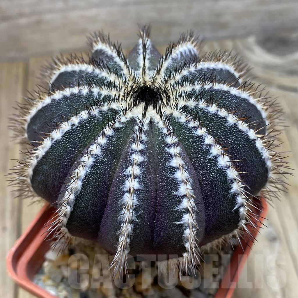 SH319 Uebelmannia pectinifera , grafted