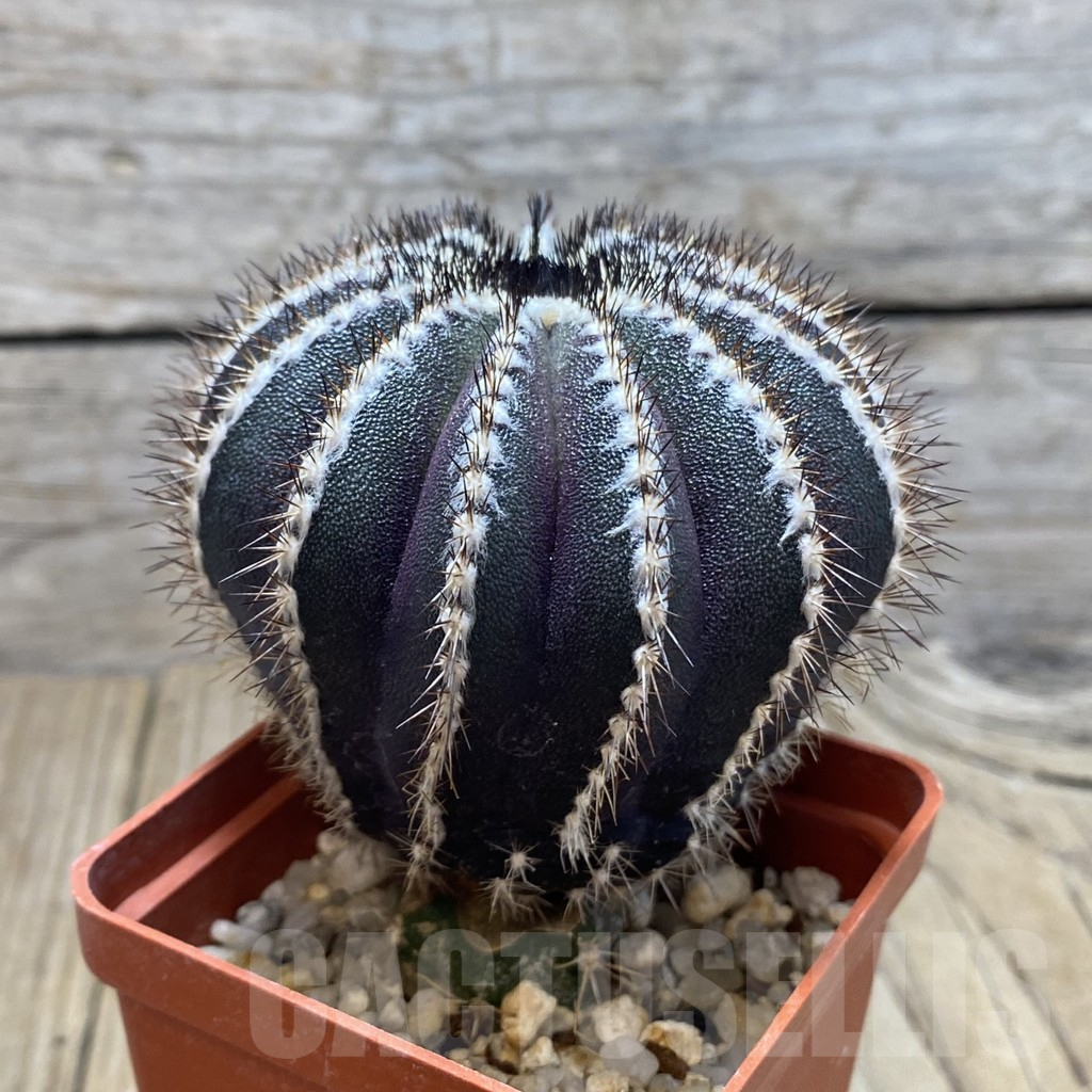 SH319 Uebelmannia pectinifera , grafted - immagine 2