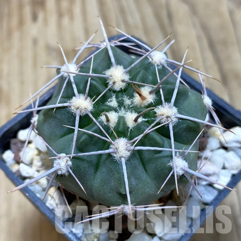 SH574 Gymnocalycium mostii v. genseri