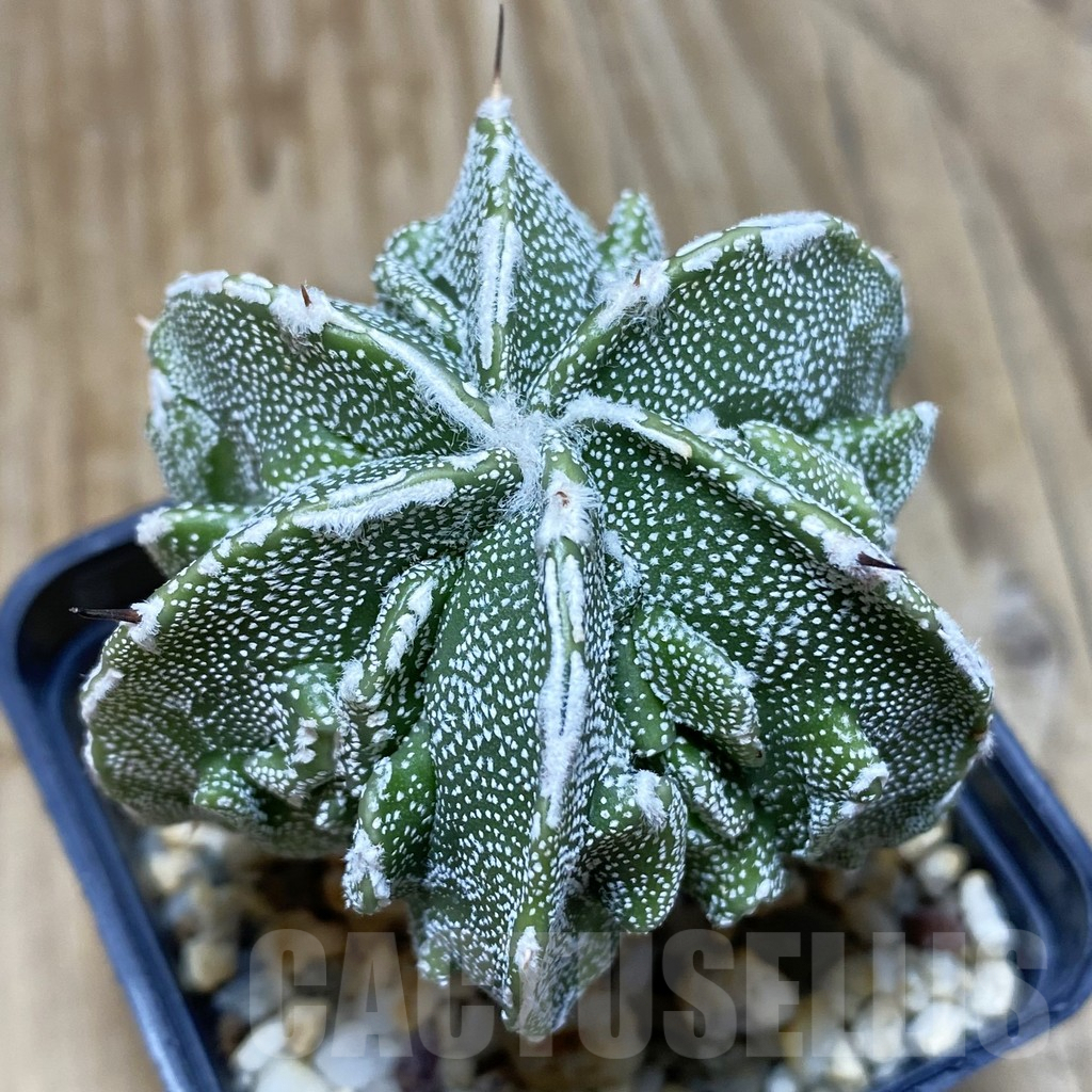 SH581 Astrophytum ornatum ‘Fukuryu’