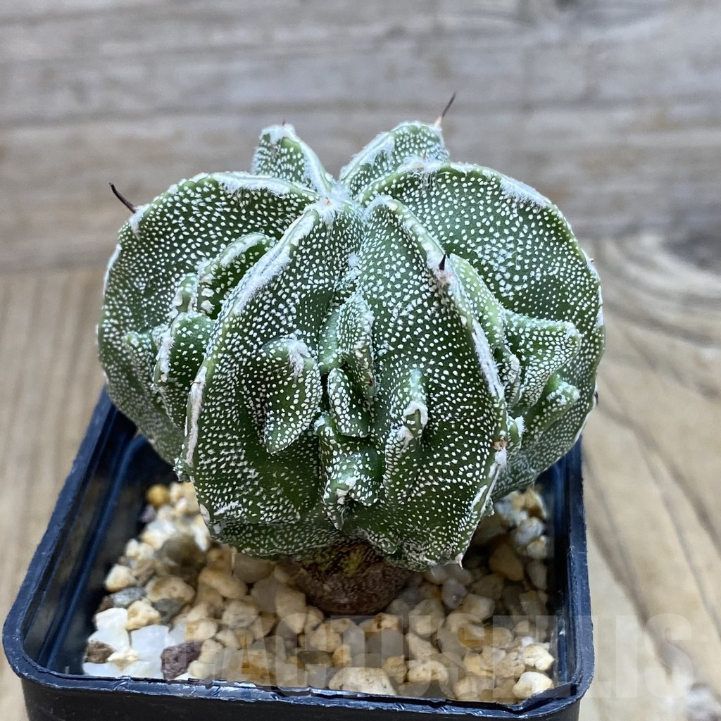 SH581 Astrophytum ornatum ‘Fukuryu’ - Image 2