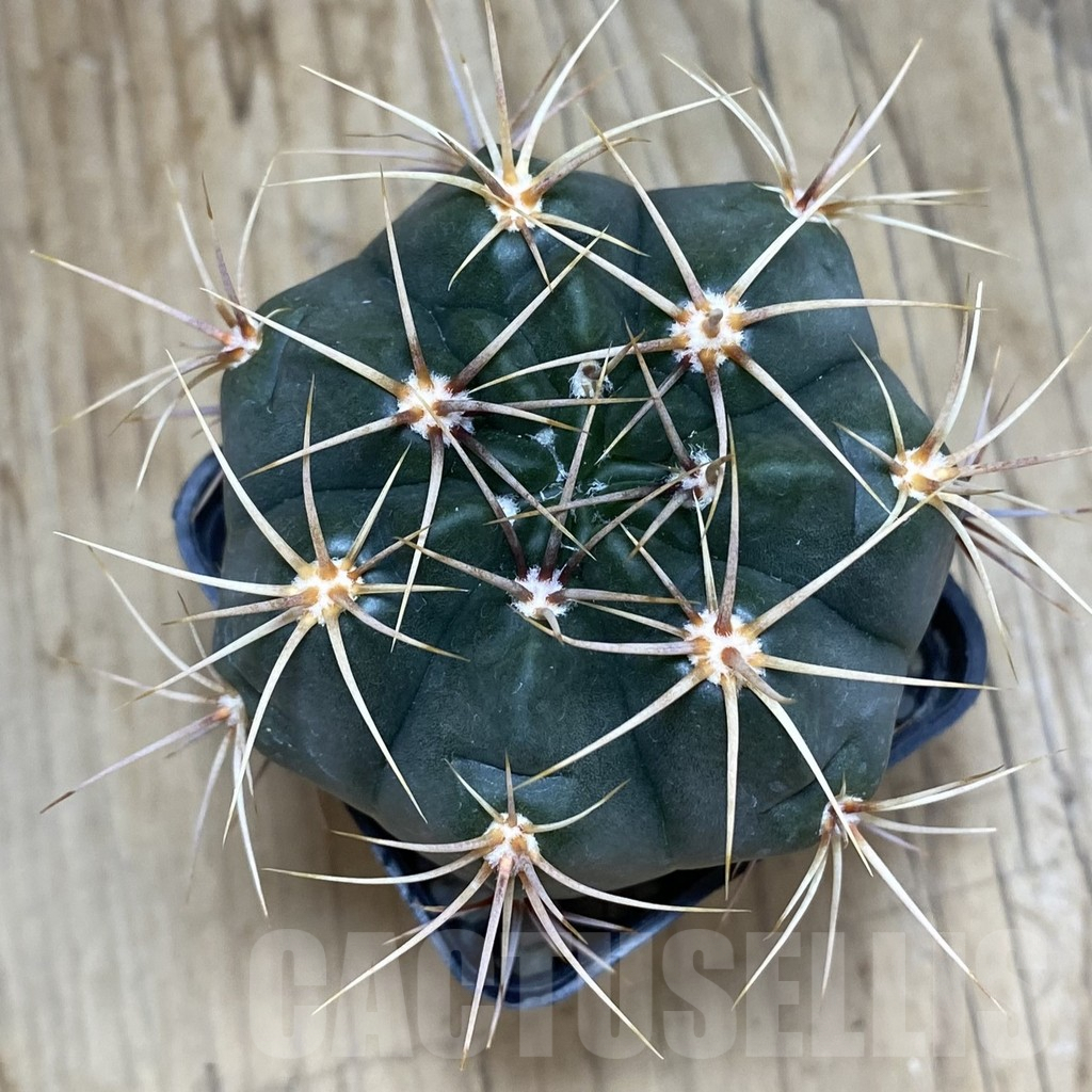 SH591 Gymnocalycium mostii -Uritorco- - Obrázek 2