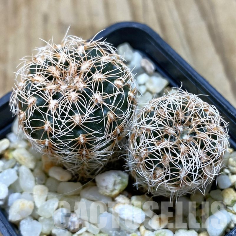 SH567 Gymnocalycium carolinense ssp. ludwigii GN 1551, 2 plants