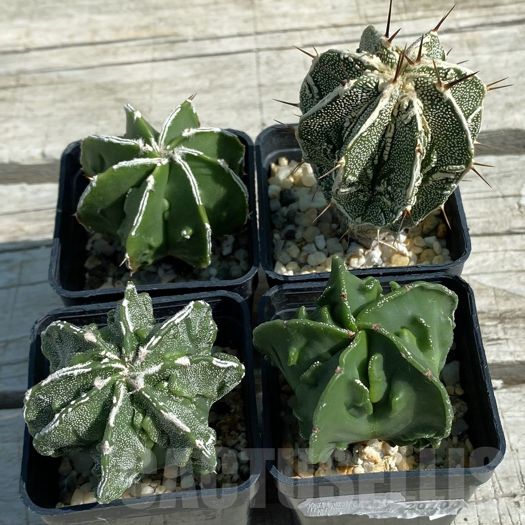 SET51 Astrophytum 'Fukuryu' hybrid mix, 4 plants