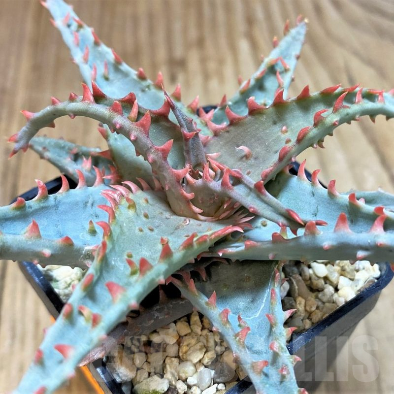 SH1310 Aloe TCT hybrid