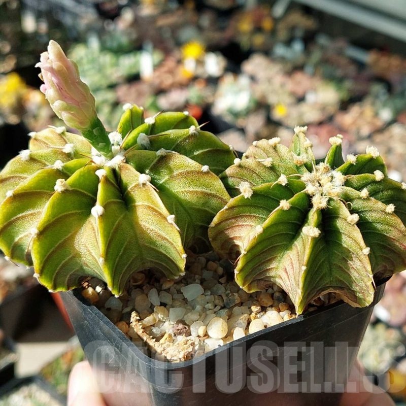 LOT514 20 SEEDS Gymnocalycium friedrichii LB 2178, Agua Dulce harvest 2024