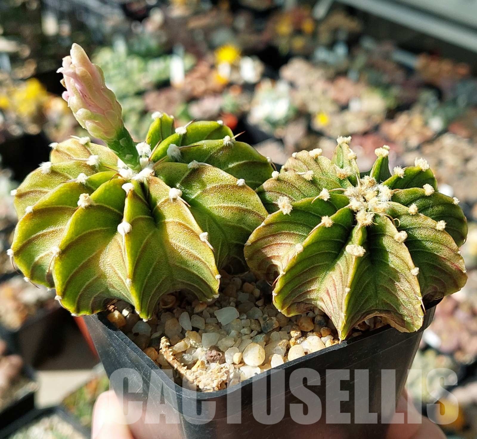LOT514 20 SEEDS Gymnocalycium friedrichii LB 2178, Agua Dulce harvest 2024