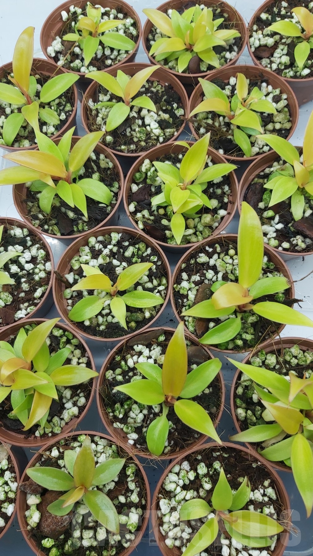 LAB075 Philodendron ‘Prince of Orange’ - Image 3