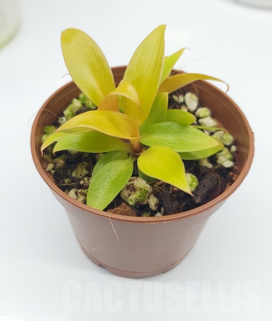 LAB075 Philodendron ‘Prince of Orange’