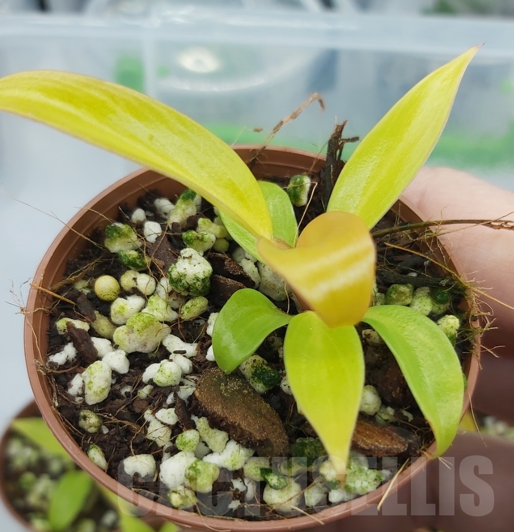 LAB075 Philodendron ‘Prince of Orange’ - Image 2