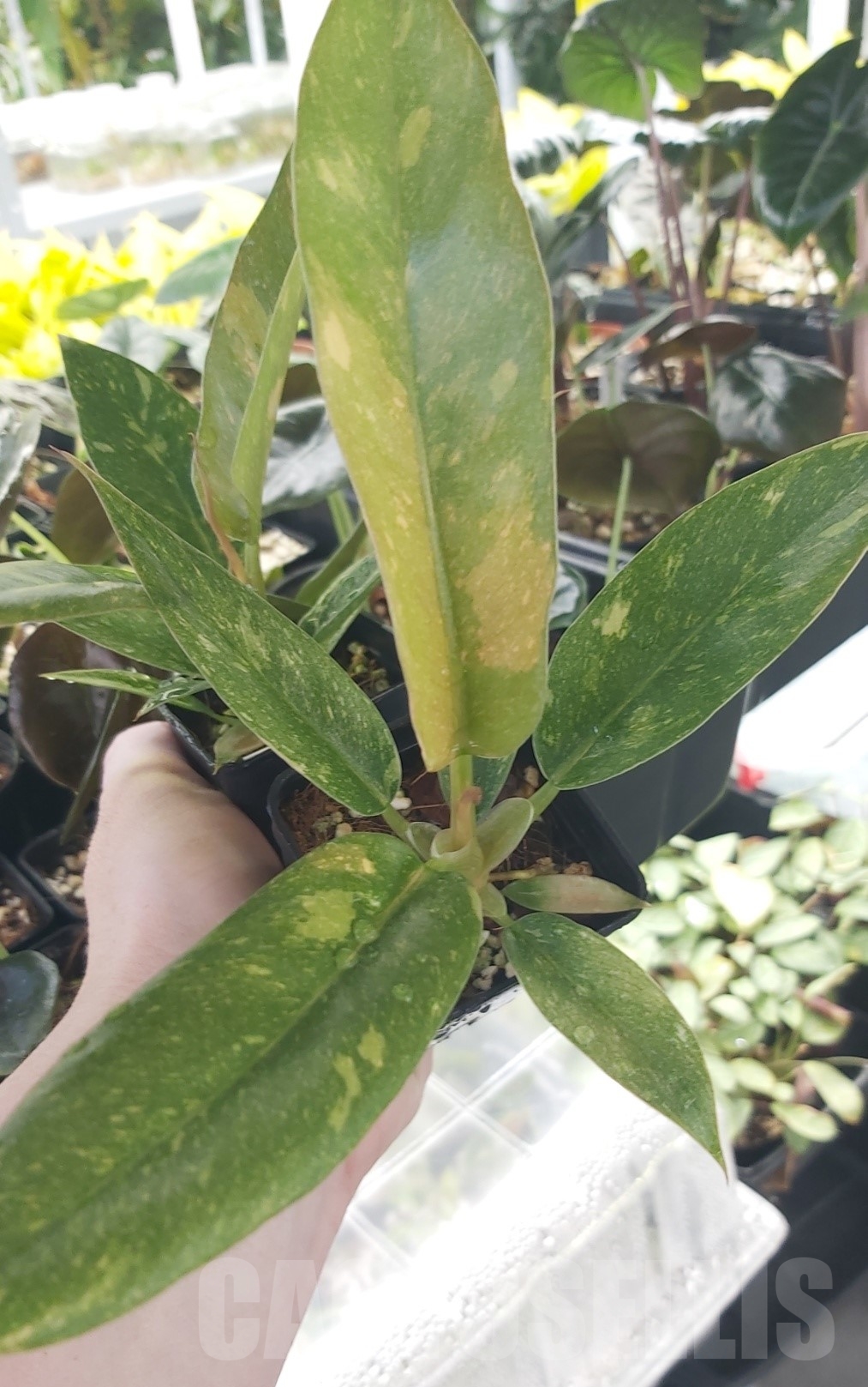 LAB072 Philodendron ’Ring of Fire’ - Image 4