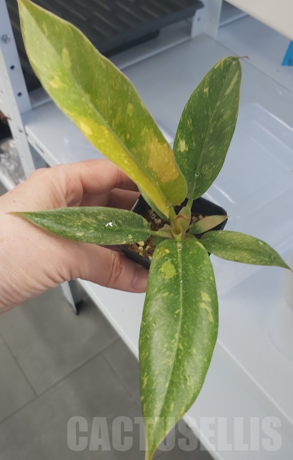 LAB072 Philodendron ’Ring of Fire’ - Image 3